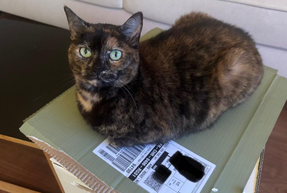 Vermisstmeldung Katze rassenmischung Weiblich , 6 jahre Boulogne-Billancourt Frankreich