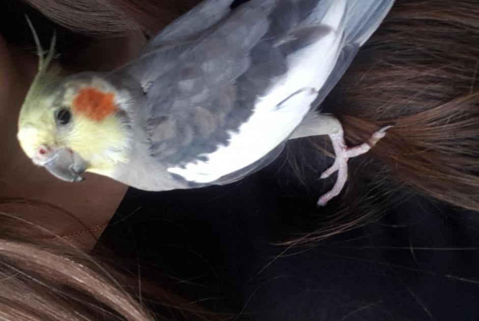 Fundmeldung Vogel Männliche Neuilly-sur-Seine Frankreich