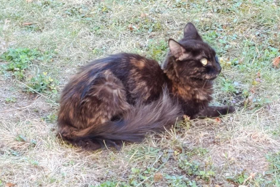 Discovery alert Cat Female Épône France Discovery alert Cat Female Épône France