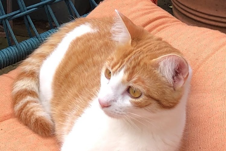 Disappearance alert Cat  Female , 1 years Puteaux France
