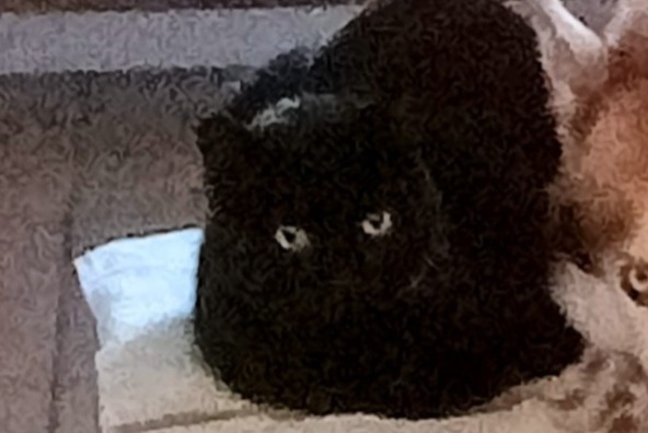 Alerta de Desaparición Gato  Macho , 9 años Malakoff Francia