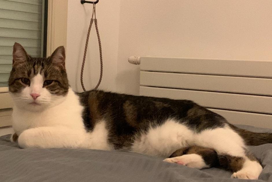 Alerta de Desaparición Gato Macho , 11 años Levallois-Perret Francia