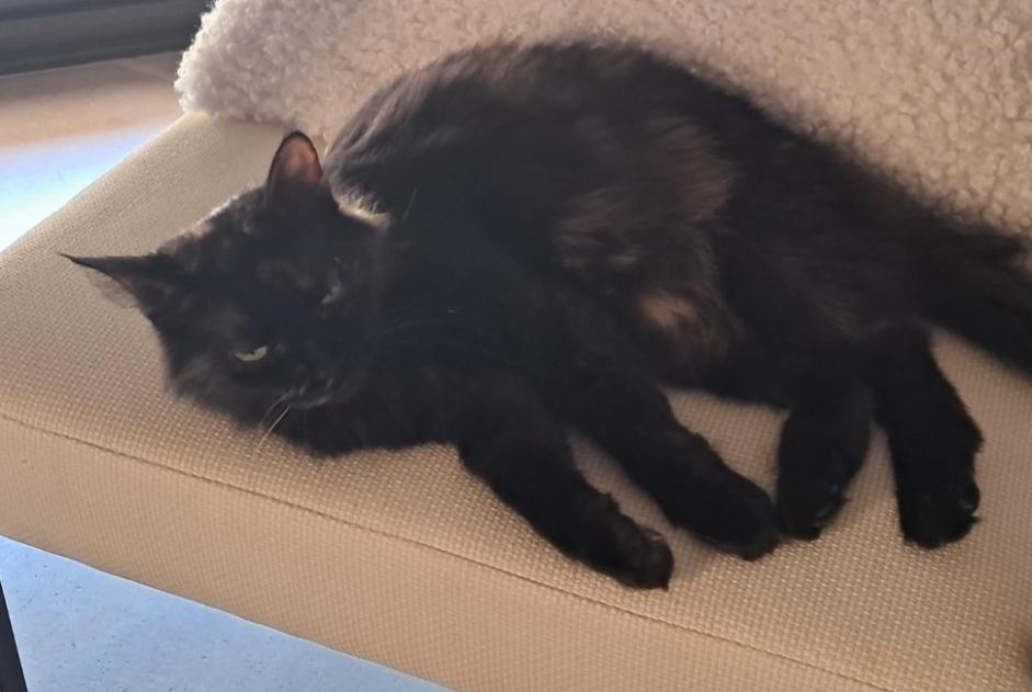 Alerte Disparition Chat croisement Femelle , 5 ans Montmélian France Alerte Disparition Chat croisement Femelle , 5 ans Montmélian France
