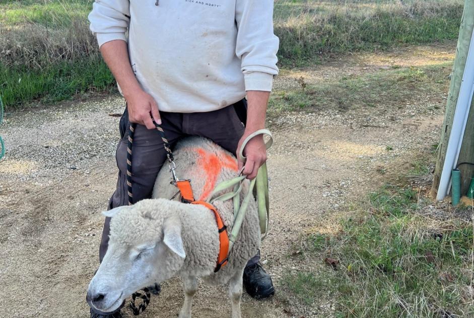 Alerte Découverte Chèvre Femelle Saint-Georges-sur-Baulche France