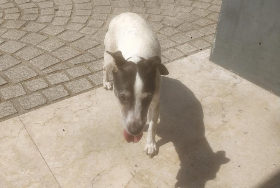 Alerte Découverte Chien Femelle Rezé France