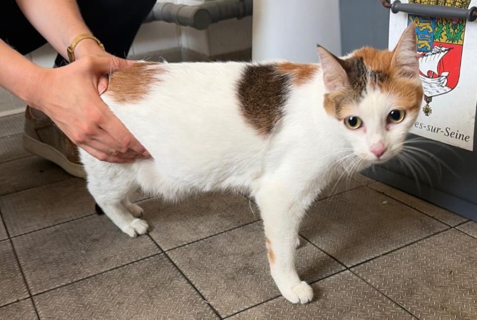 Ontdekkingsalarm Kat Vrouwtje Asnières-sur-Seine Frankrijk