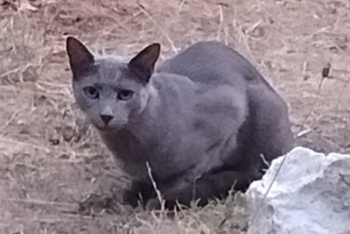 Alerta descoberta Gato Desconhecido Malakoff France